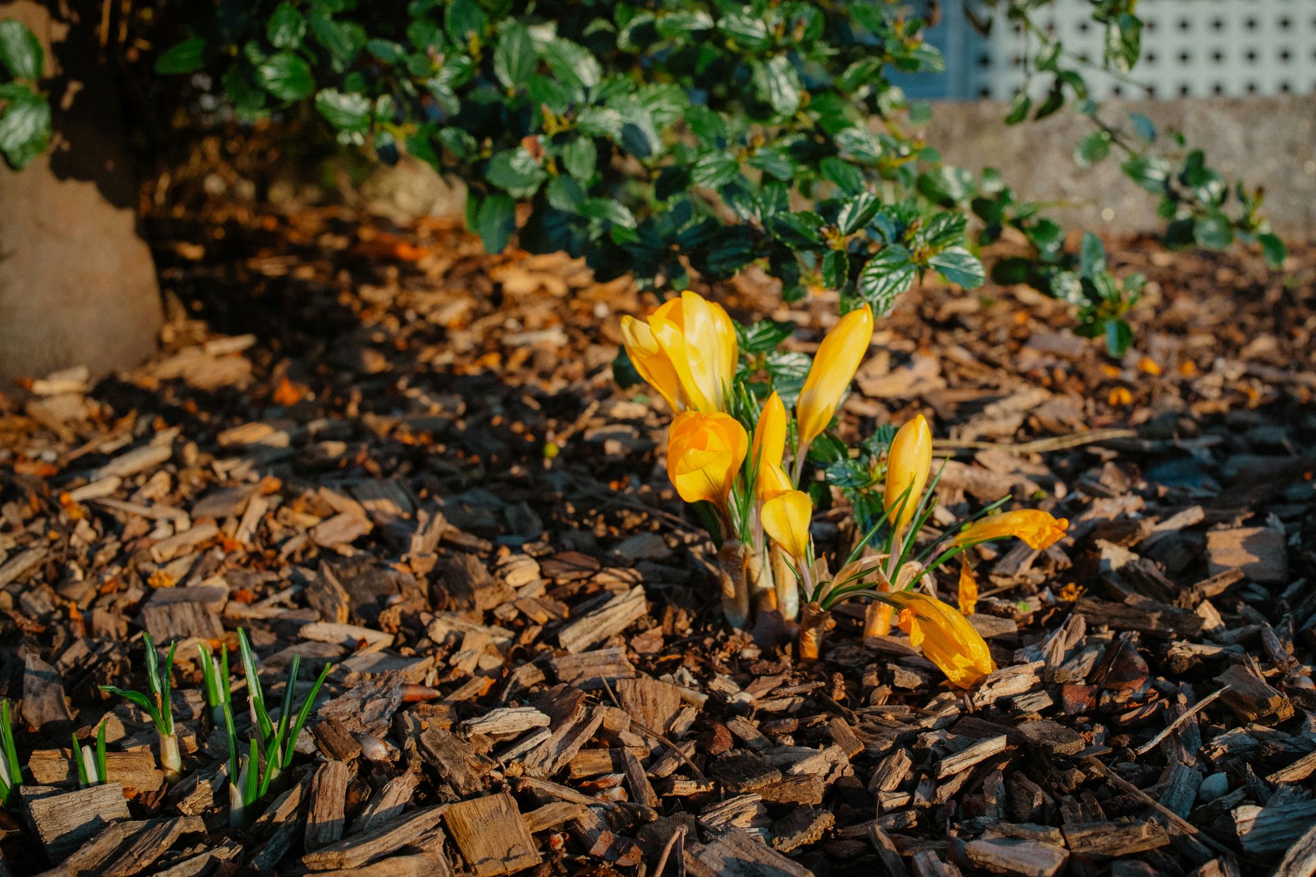 Yellow crocus flowers blooming in a garden bed covered with brown wood mulch