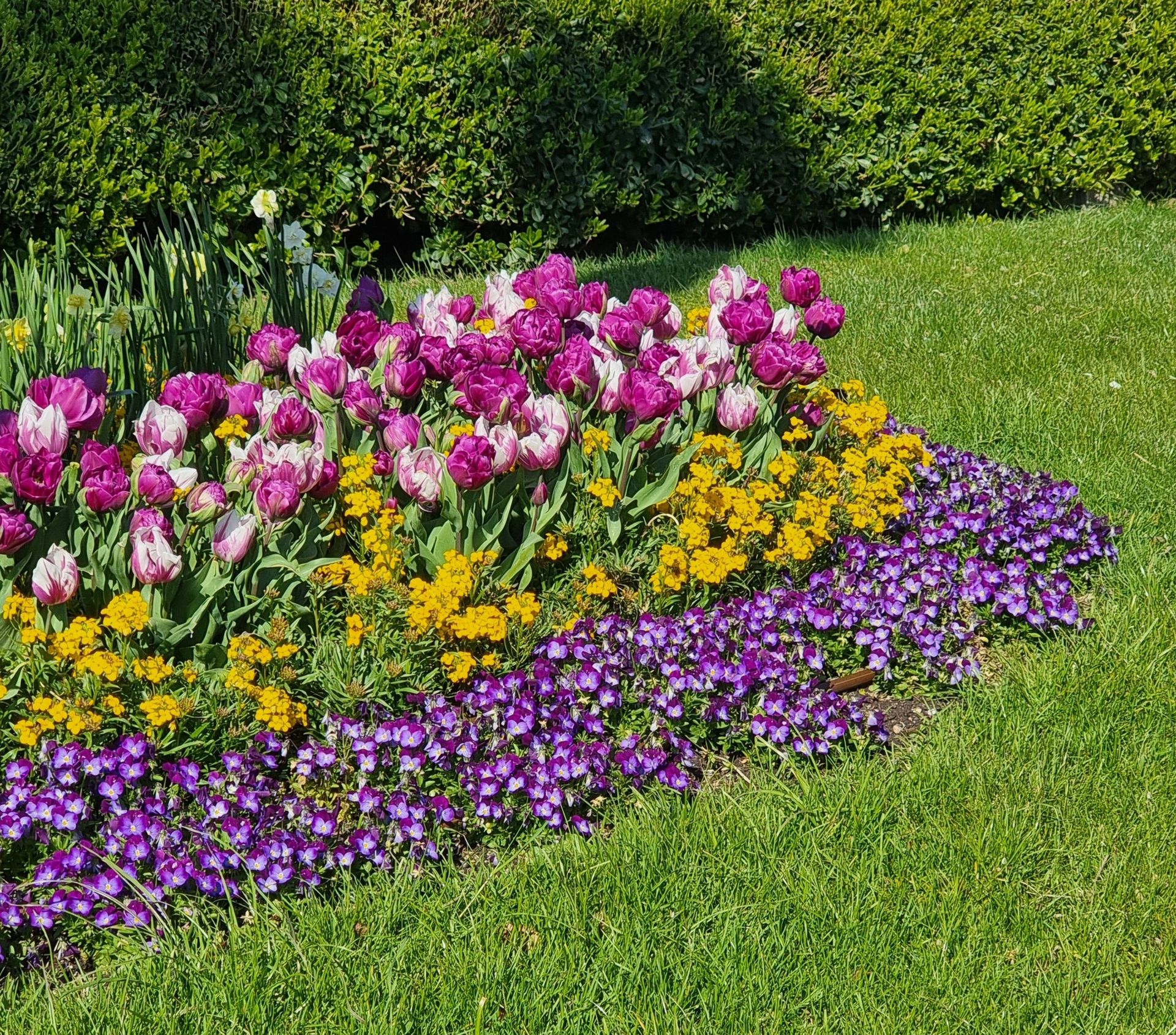 A vibrant flowerbed showcasing multicolored tulips, violets, and lush greenery in spring.